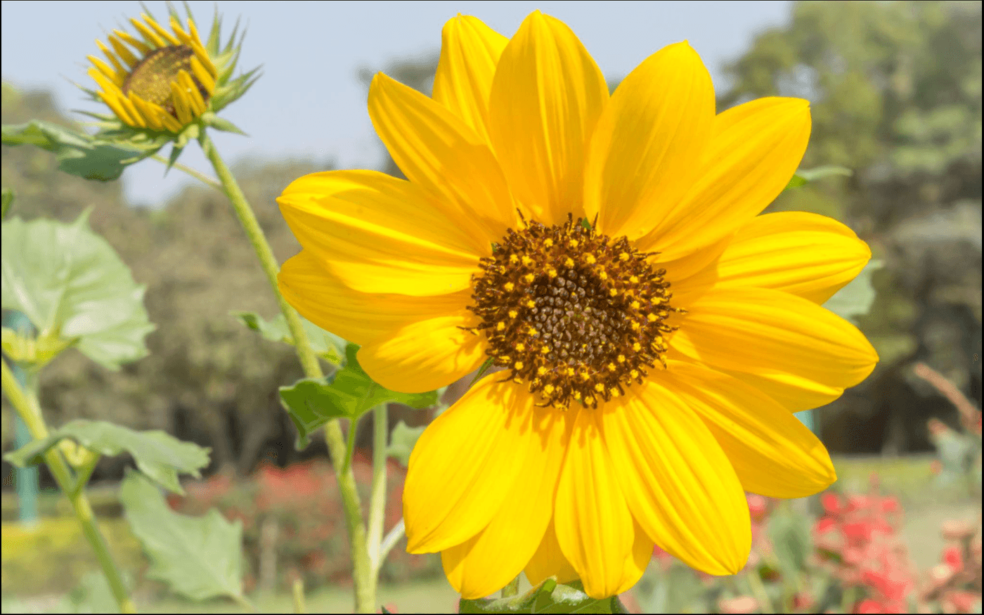 Yellow flowers