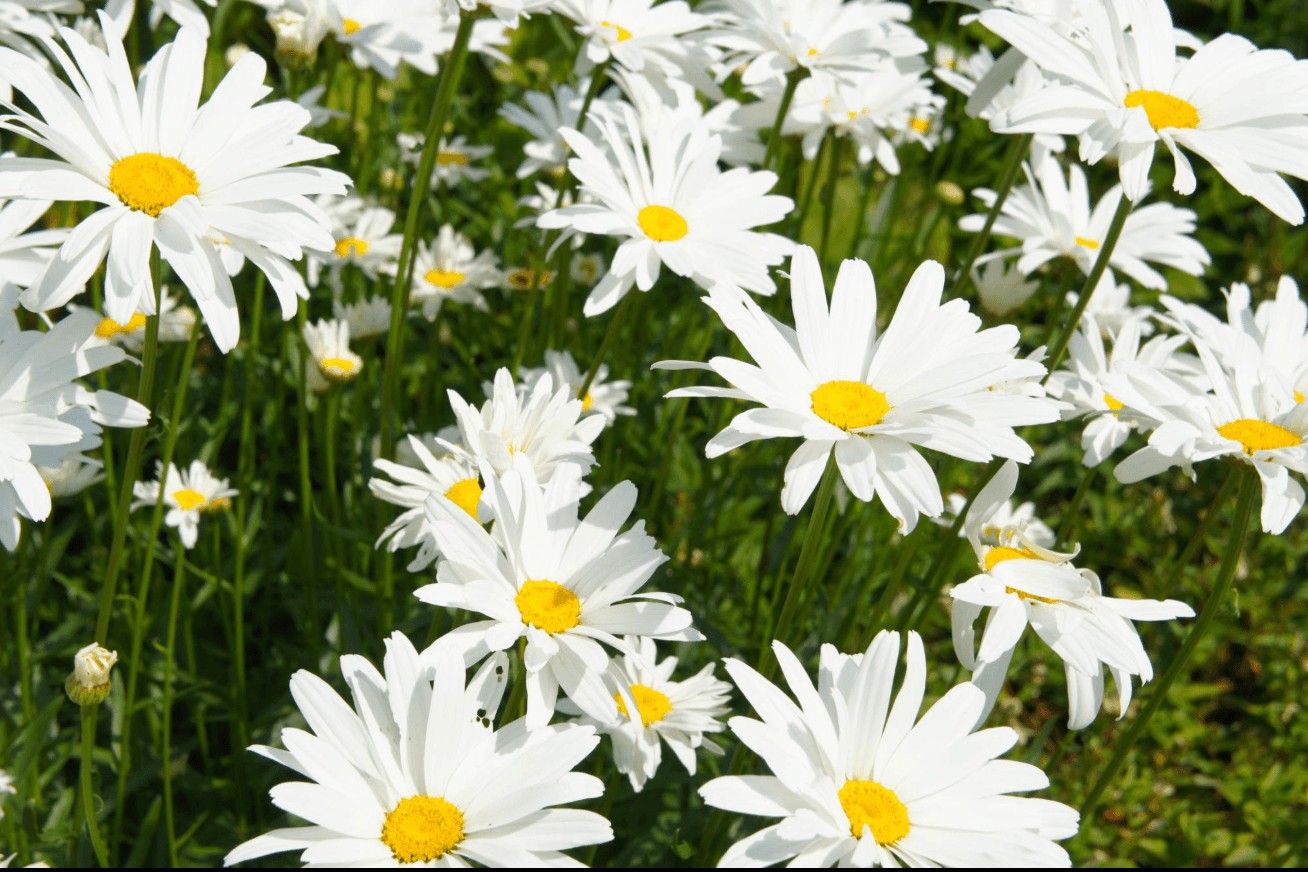 White Lily